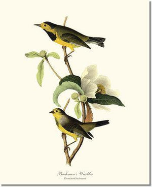 Bird Print: Warbler, Bachman's Swamp