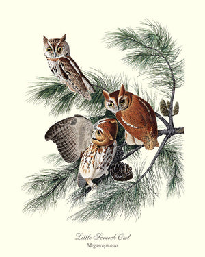 Little Screech Owl - Charting Nature