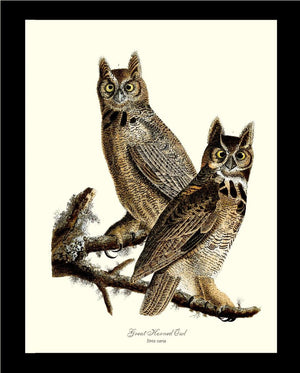 Audubon Great Horned Owl Wall Art Print