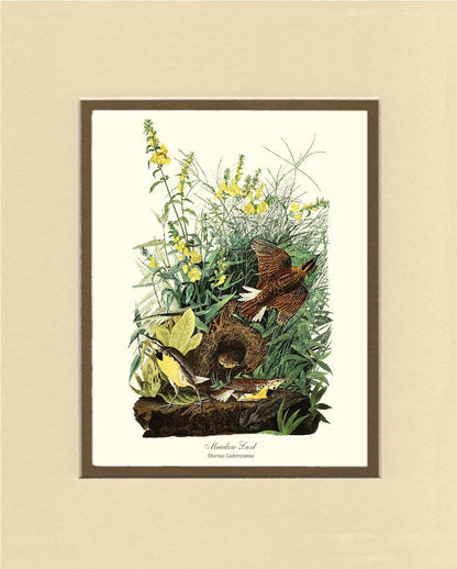 Meadow Lark - Charting Nature