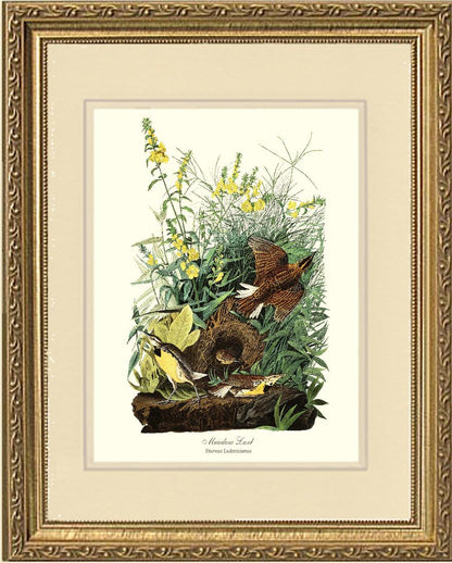 Meadow Lark - Charting Nature