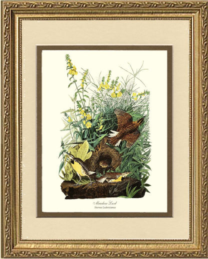 Meadow Lark - Charting Nature