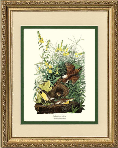 Meadow Lark - Charting Nature