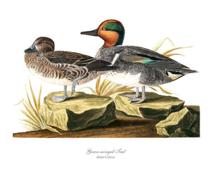 Audubon Matching Set of 4 Duck Prints - Charting Nature