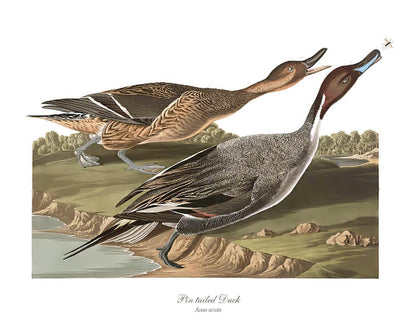 Audubon Matching Set of 4 Duck Prints - Charting Nature