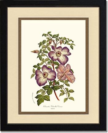 Clematis | Flower/Floral Art Print
