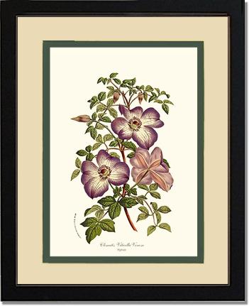 Clematis | Flower/Floral Art Print