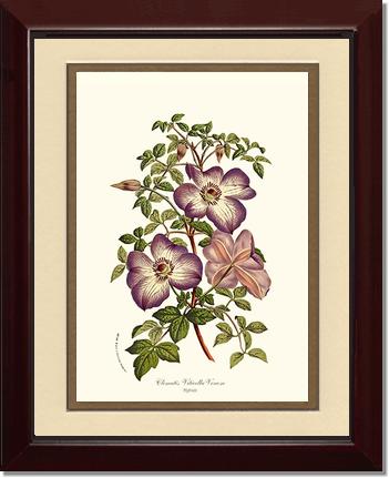 Clematis | Flower/Floral Art Print