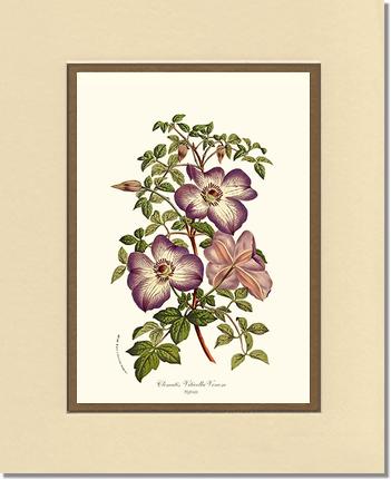 Clematis | Flower/Floral Art Print