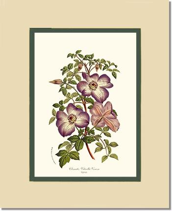 Clematis | Flower/Floral Art Print