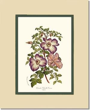 Clematis