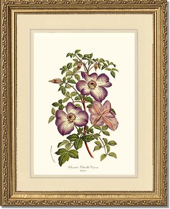 Clematis | Flower/Floral Art Print