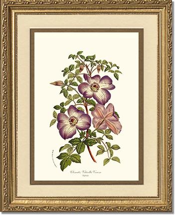 Clematis | Flower/Floral Art Print