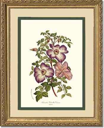 Clematis | Flower/Floral Art Print
