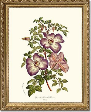 Clematis