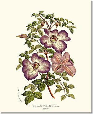 Clematis