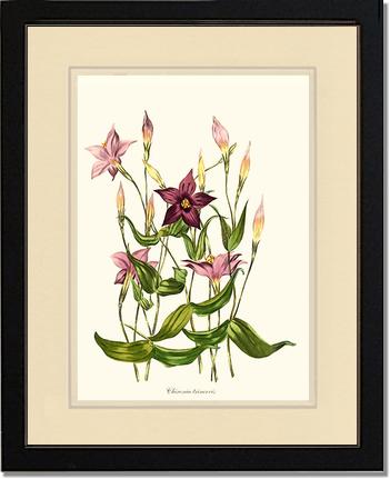 Chironia | Flower/Floral Art Print