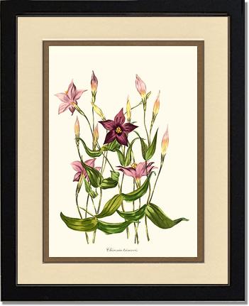 Chironia | Flower/Floral Art Print
