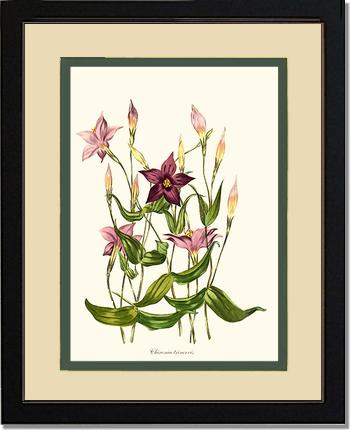 Chironia | Flower/Floral Art Print