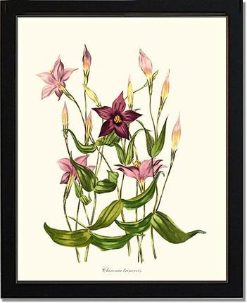 Chironia | Flower/Floral Art Print