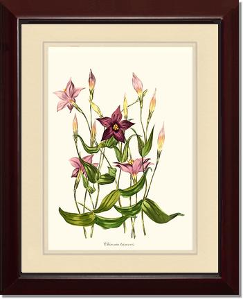 Chironia | Flower/Floral Art Print