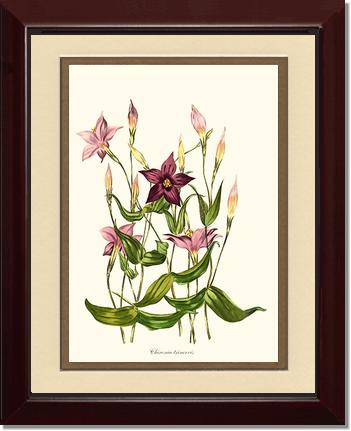 Chironia | Flower/Floral Art Print