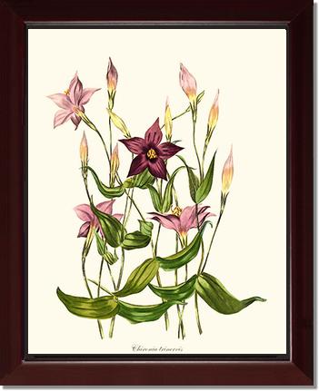 Chironia | Flower/Floral Art Print