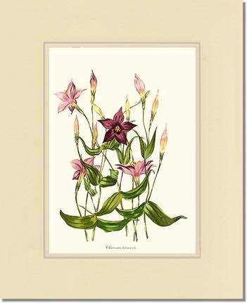 Chironia | Flower/Floral Art Print