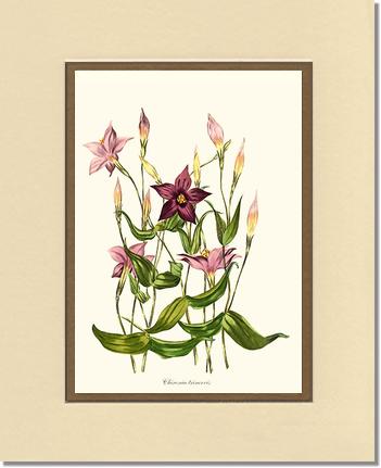 Chironia | Flower/Floral Art Print