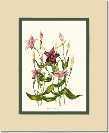 Chironia | Flower/Floral Art Print