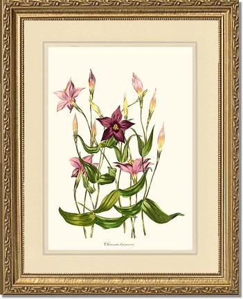 Chironia | Flower/Floral Art Print