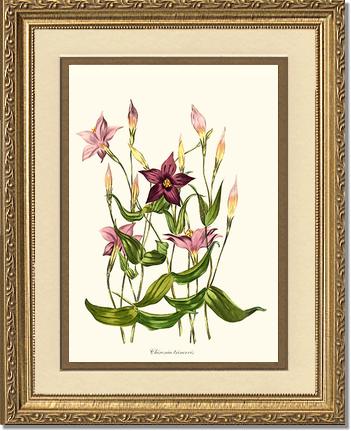 Chironia | Flower/Floral Art Print