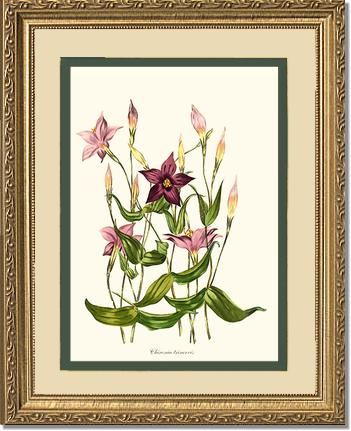 Chironia | Flower/Floral Art Print