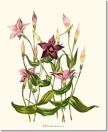 Chironia | Flower/Floral Art Print