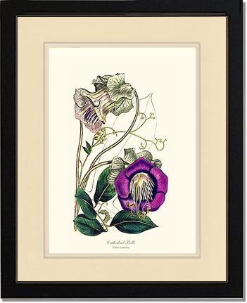 Cathedral Bells | Flower/Floral Art Print