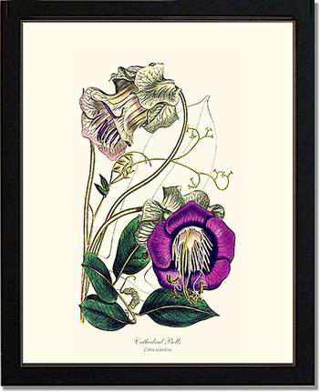 Cathedral Bells | Flower/Floral Art Print
