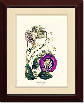 Cathedral Bells | Flower/Floral Art Print