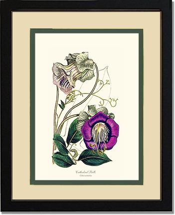 Cathedral Bells | Flower/Floral Art Print
