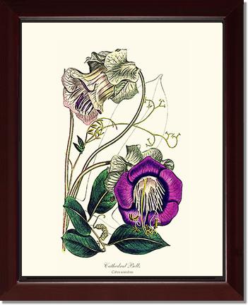 Cathedral Bells | Flower/Floral Art Print