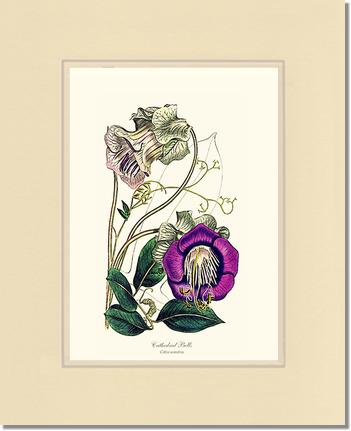 Cathedral Bells | Flower/Floral Art Print