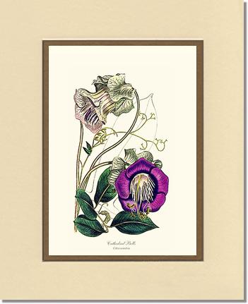Cathedral Bells | Flower/Floral Art Print