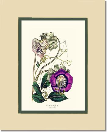 Cathedral Bells | Flower/Floral Art Print