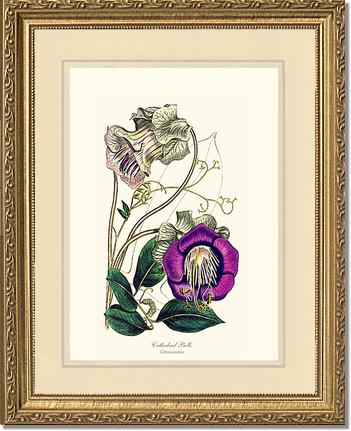 Cathedral Bells | Flower/Floral Art Print
