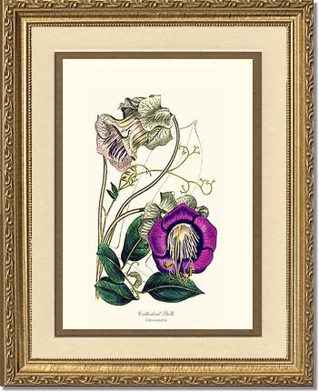 Cathedral Bells | Flower/Floral Art Print