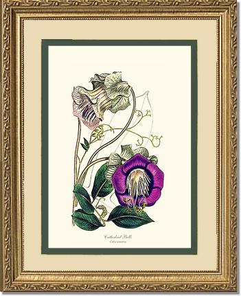 Cathedral Bells | Flower/Floral Art Print