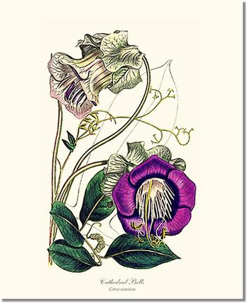 Cathedral Bells | Flower/Floral Art Print