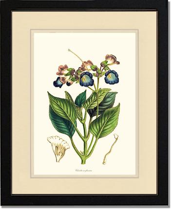 Chirita | Flower/Floral Art Print