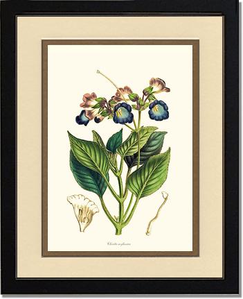 Chirita | Flower/Floral Art Print