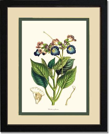Chirita | Flower/Floral Art Print