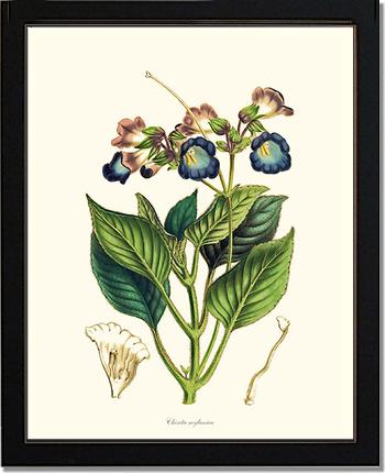 Chirita | Flower/Floral Art Print